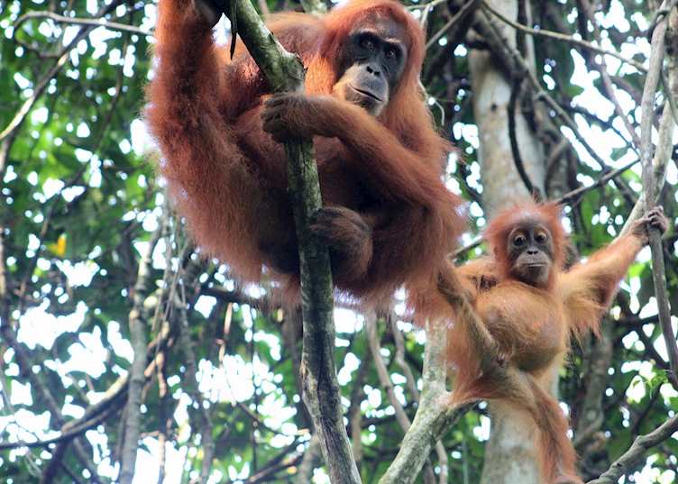 Mother and baby Orangutan near the Ecolodge, Bukit Lawang