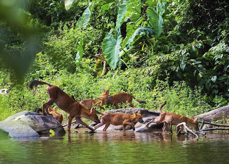 Khao Yai National Park, Thailand