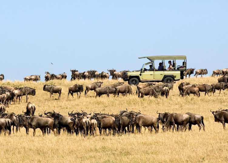 Wildebeest Migration from Dunia Camp
