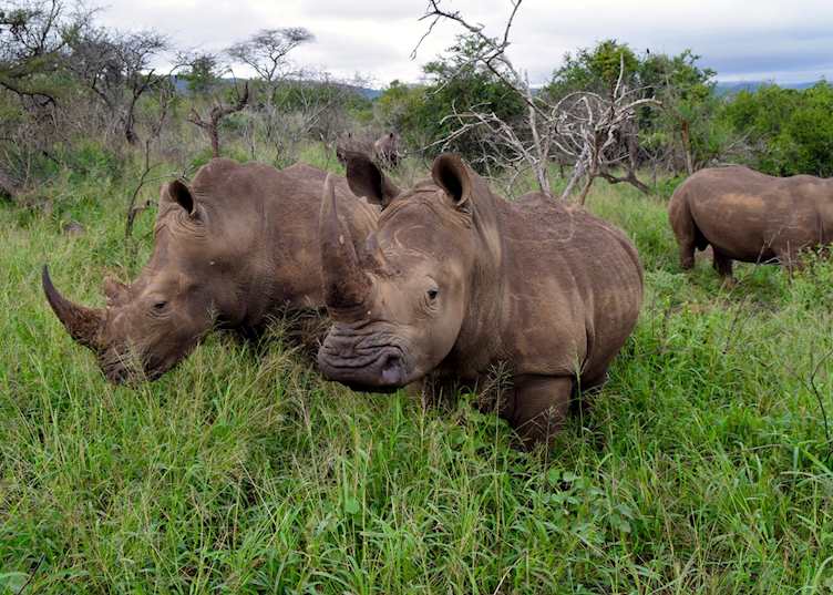White rhino at Thanda Game Reserve 