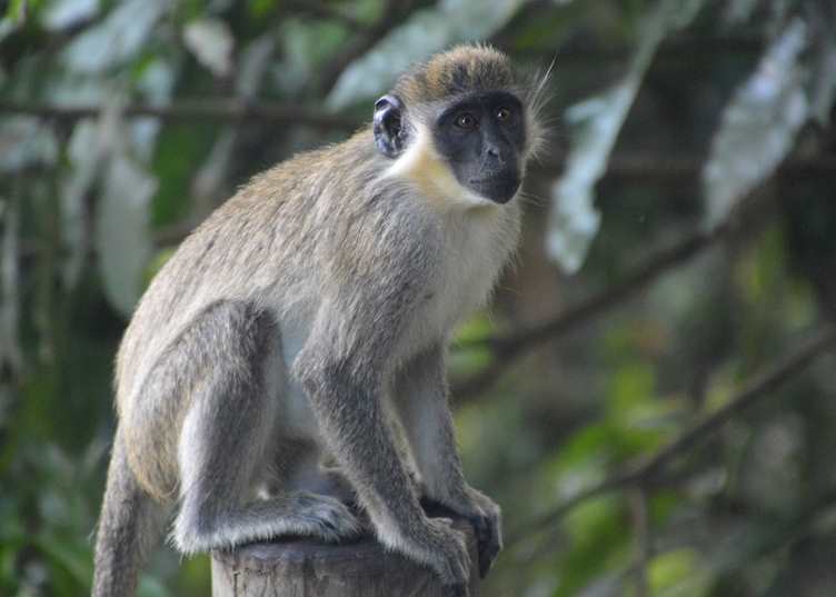 Vervet Monkey, St Kitts & Nevis