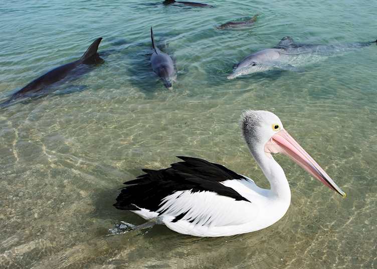 Monkey Mia Dolphin Resort, Monkey Mia & Shark Bay