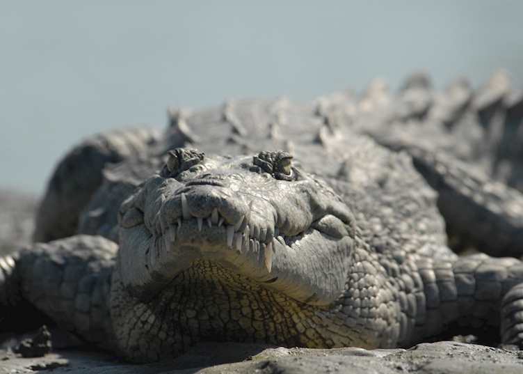 Florida Everglades