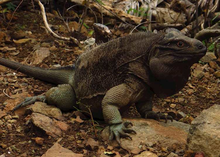 Iguana Trail, Guana Island