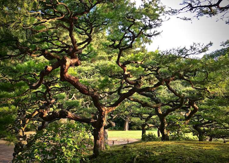 Ritsurin-Koen Garden, Takamatsu