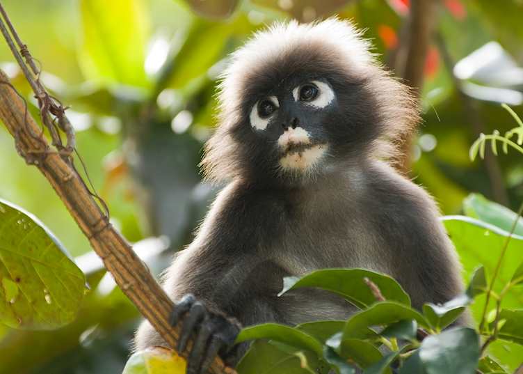 Dusky leaf monkey, Langkawi