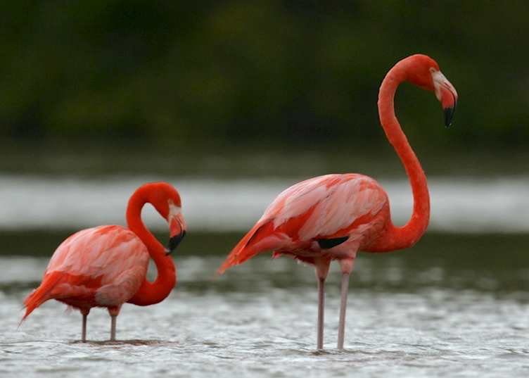 Flamingos, Guana Island, Guana Island