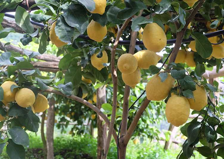 Limoncello lemons