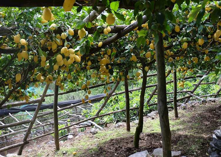 Lemon orchard
