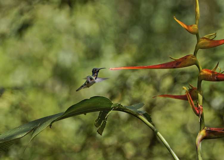 Hummingbird in the Cloudforest, Ecuador