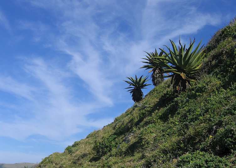 Clifftop aloes, Coffee Bay