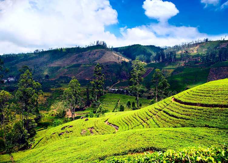 Nuwara Eliya, Sri Lanka