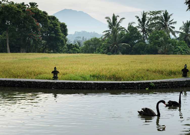Looking out over the paddy fields, Chedi Club Tanah Gajah