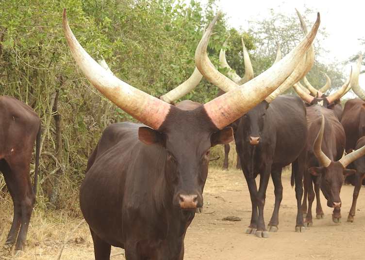 Ankole cows, Lake Mburo, Uganda