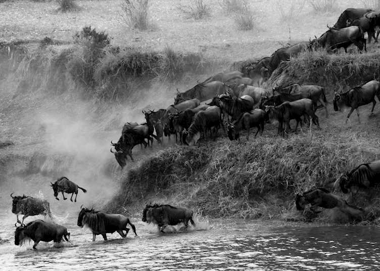 Great Migration crossing the Mara river