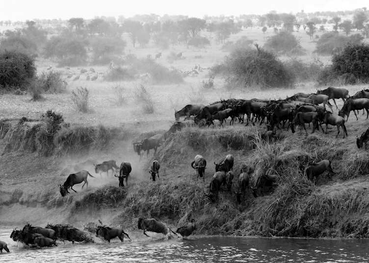 Great Migration crossing the Mara river