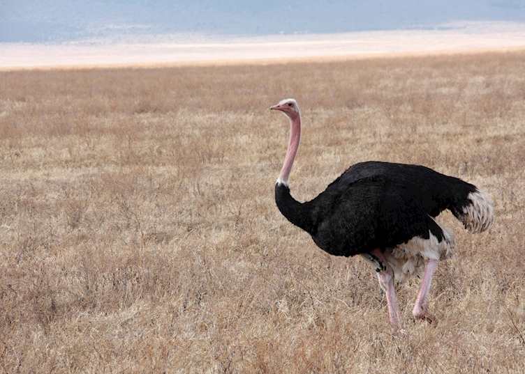 Ostrich, Ngorongoro Crater