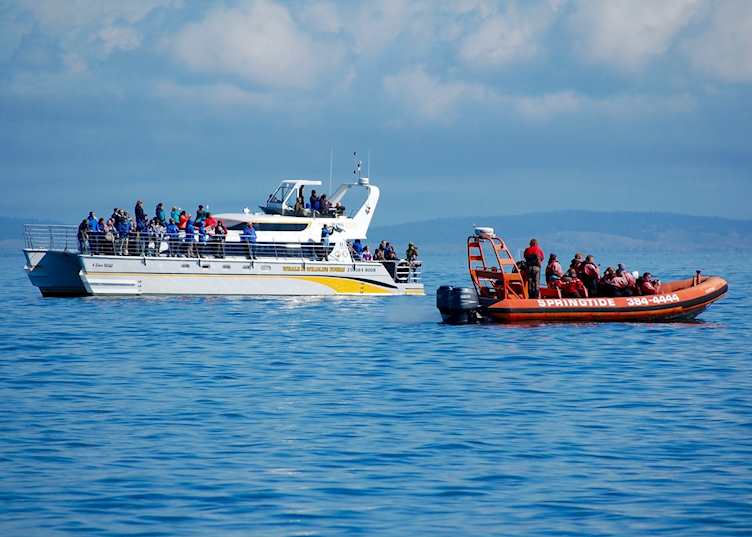 Whale Watching, Victoria
