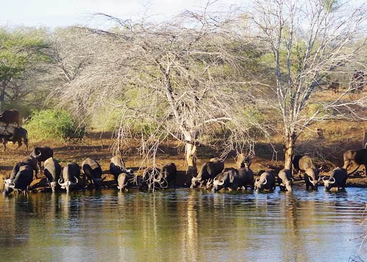 Buffalo at Leopard Mountain