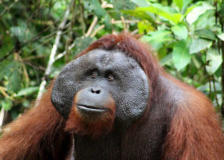 Alpha male in Tanjung Puting