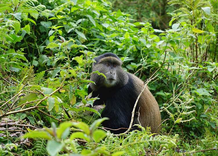 Golden Monkey in Volcanoes National Park