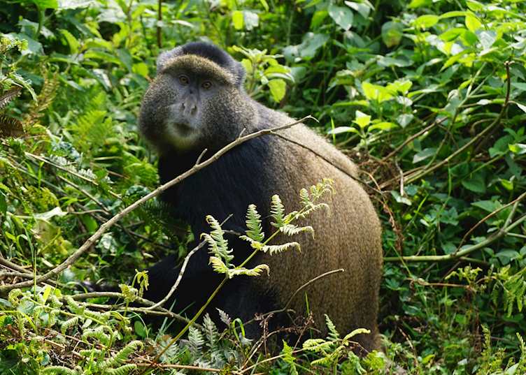 A large golden monkey in Volcanoes National Park.