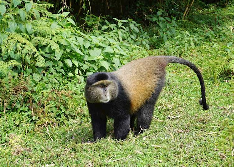 Golden Monkey