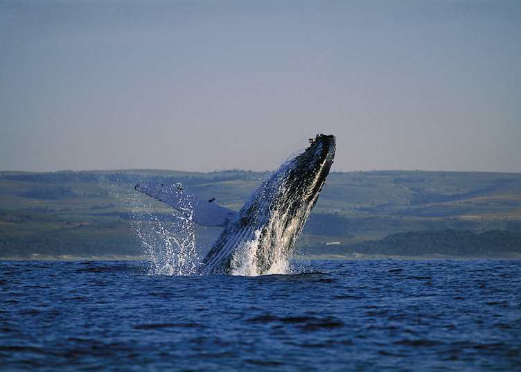 Whale at Hermanus