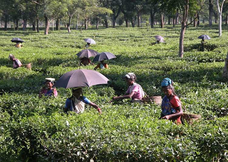 Tea pickers, Manas