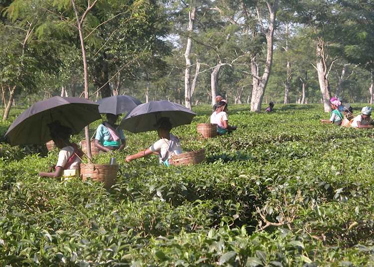 Tea pickers, Manas, Assam