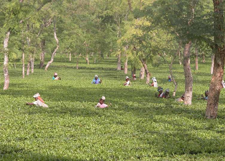 Tea plantation, Dibrugarh