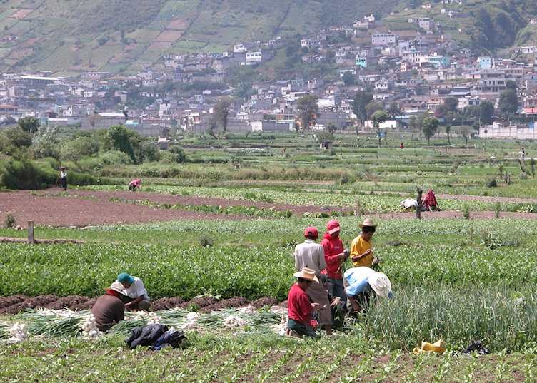 Fertile Highlands, near Quetzaltenango