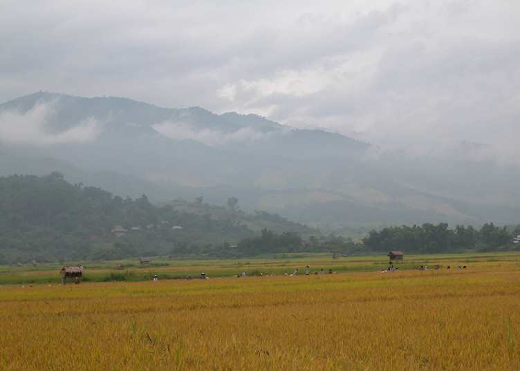 Paddy fields near Luangnam Tha, Laos