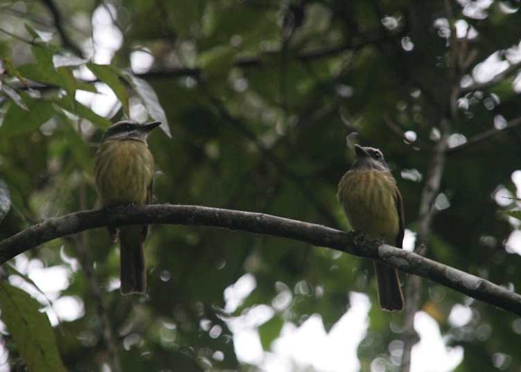 Golden crested fly catchers