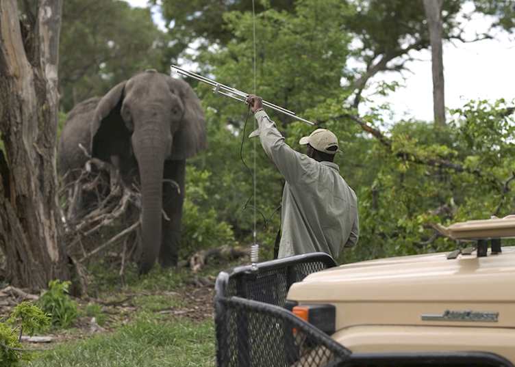 Monitoring elephant in the Abu Concession
