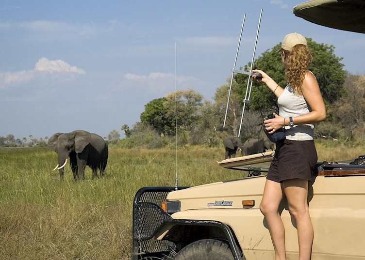 Monitoring elephant in the Abu Concession