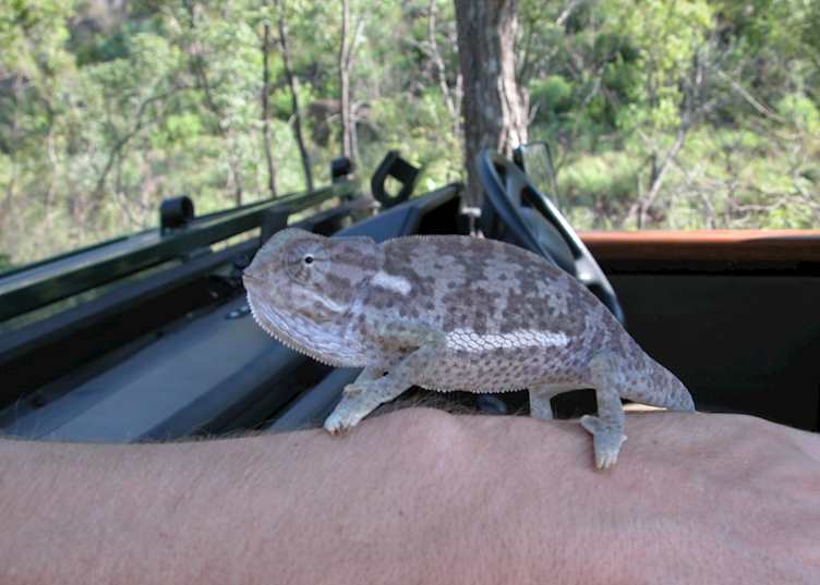 Cameleon, Waterberg