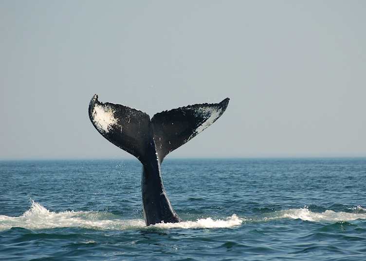 Whale in Fundy National Park
