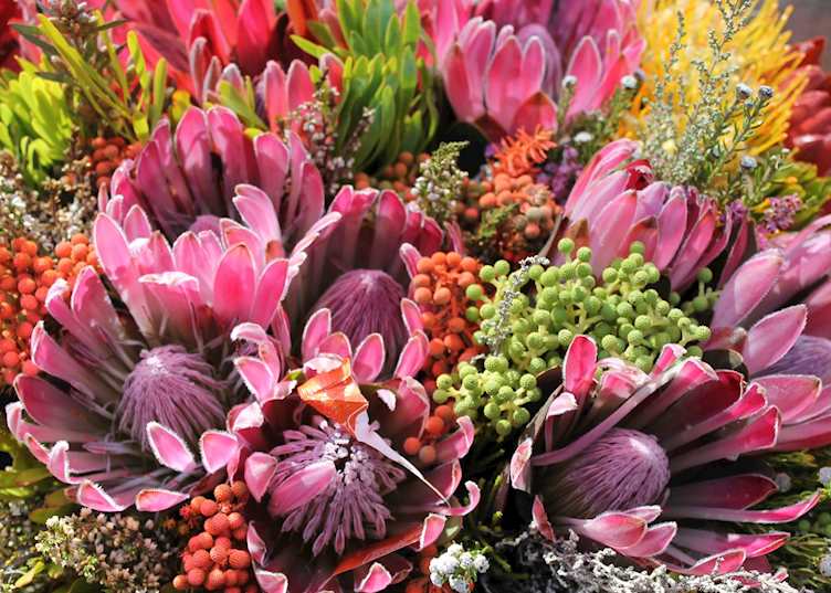 Bouquet of protea flowers
