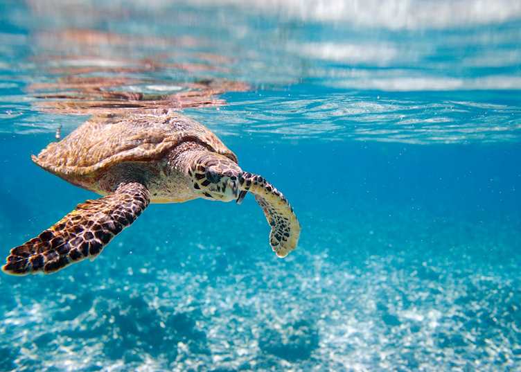Hawksbill sea turtle