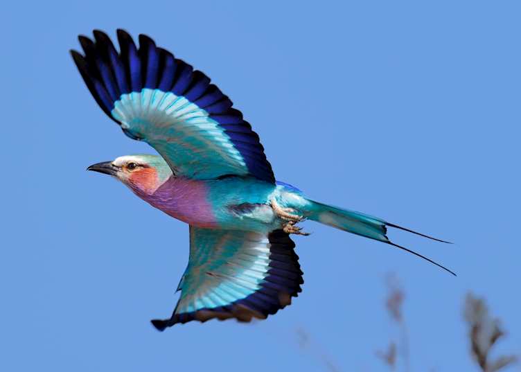 Lilac-breasted roller, Kruger National Park