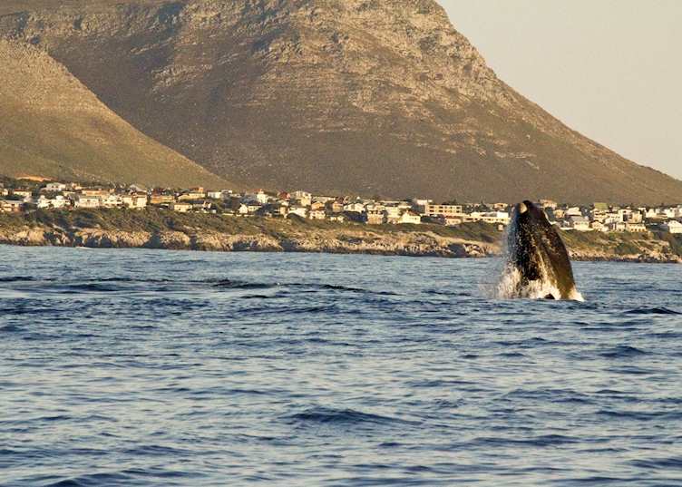 Whale watching in Hermanus