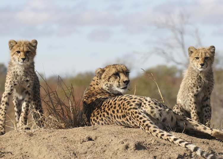 Cheetah in the Kruger National Park