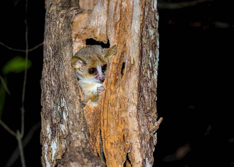 Mouse lemur
