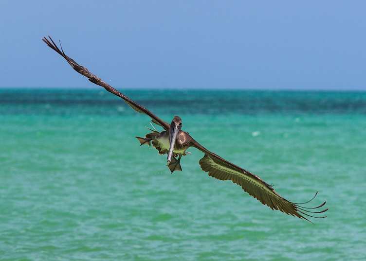 Pelican in Isla Holbox