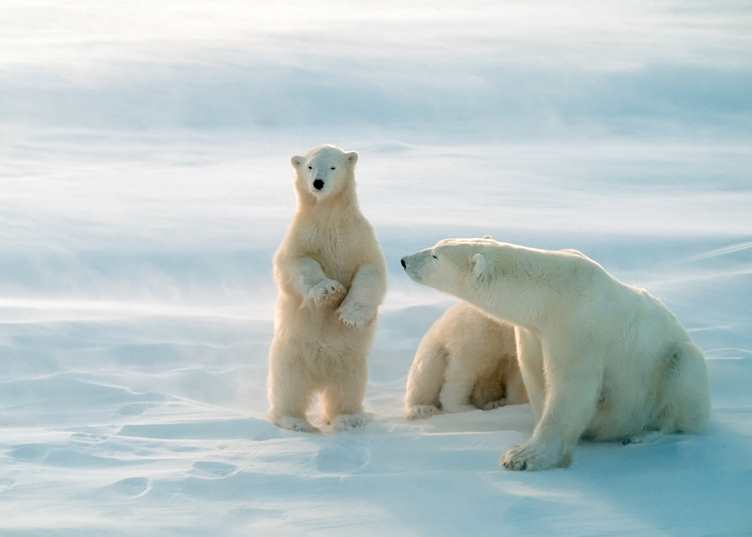Polar bears