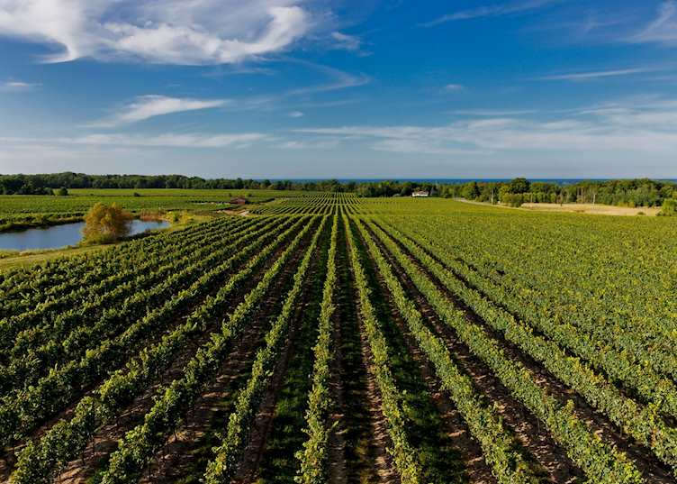 Vineyards of Niagara-on-the-Lake, Ontario