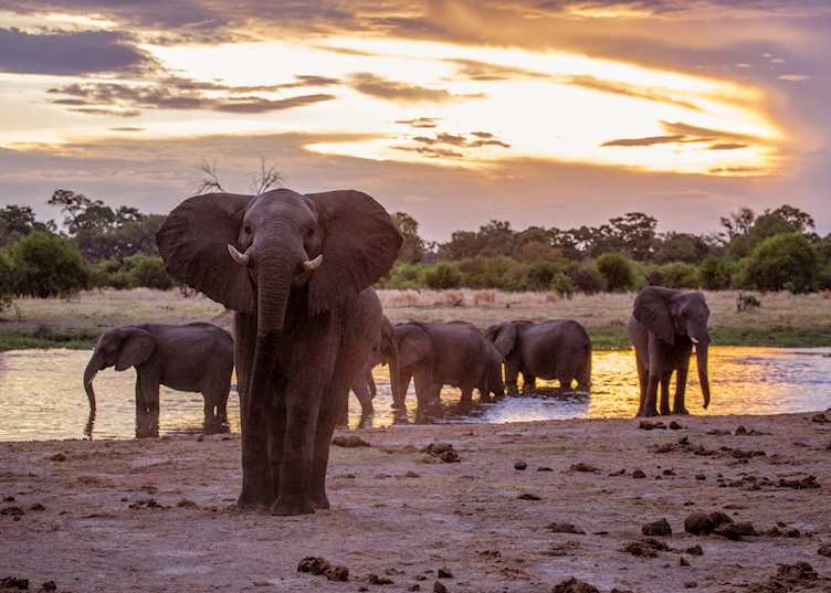 Elephants at a waterhole
