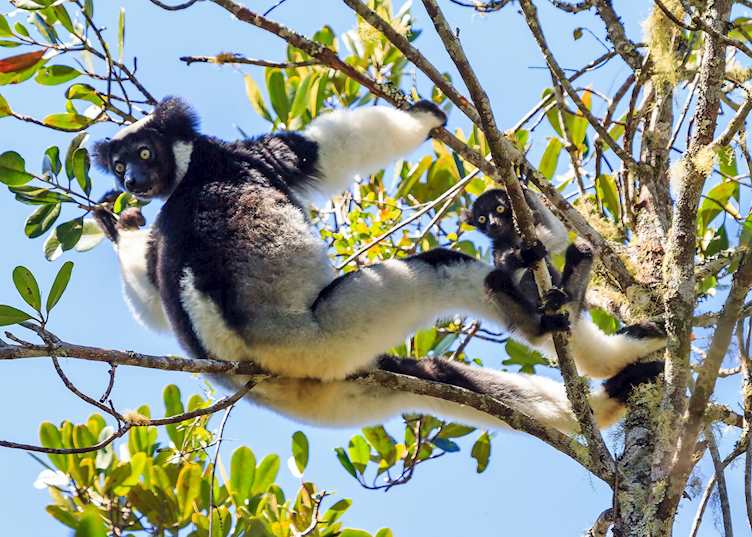 Indri, Andasibe