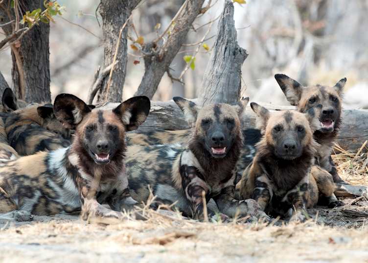 Wild dogs